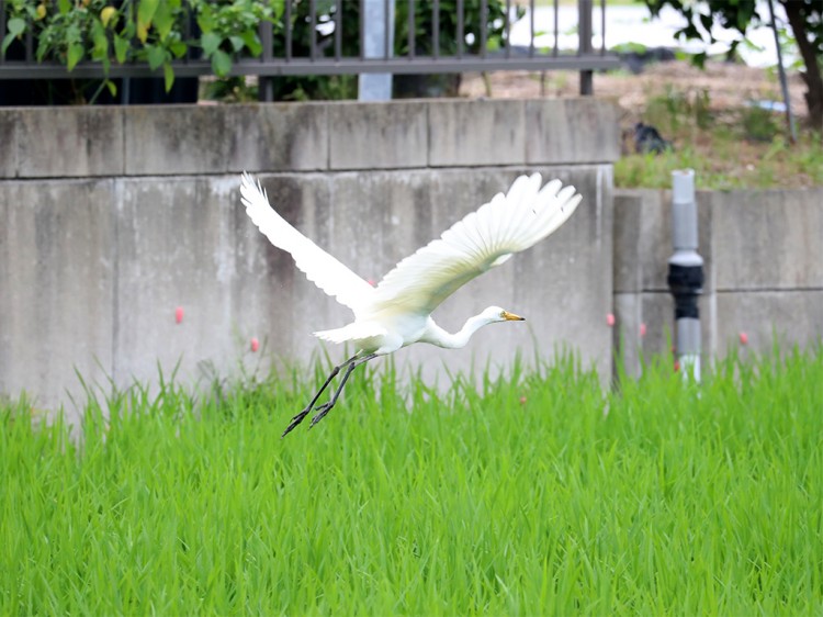 chuusagi20160712-3