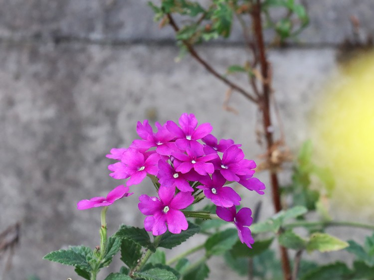 Verbena20150802