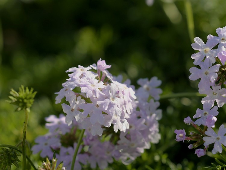 Verbena20160505-2