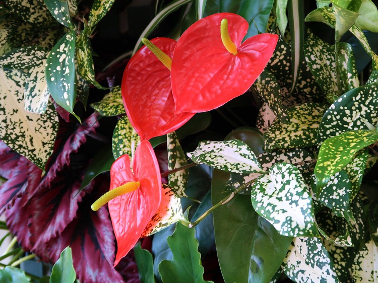 anthurium20160731-1