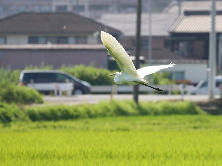 chuusagi20160716-1