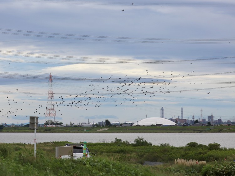 hashibosogarasu20160929-2