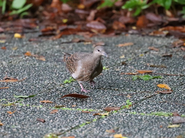 kijibato20160922-2