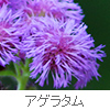 Ageratum