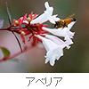 abelia