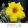 allamanda