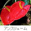 anthurium