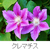 clematis