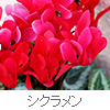 cyclamen