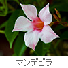 mandevilla