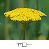 yarrow