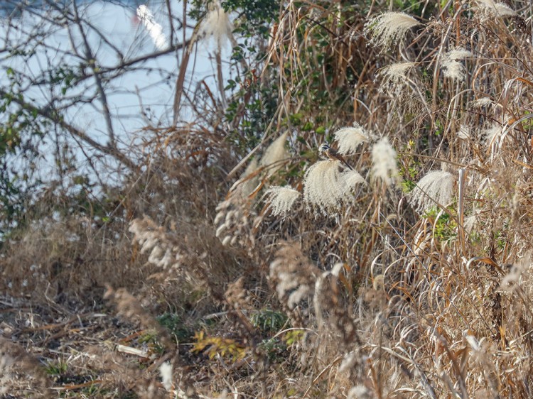 hoojiro20170107-1