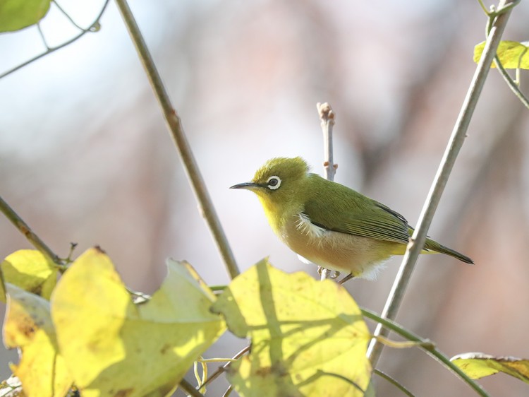 mejiro20161224-2