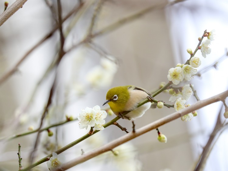 mejiro20170305-3