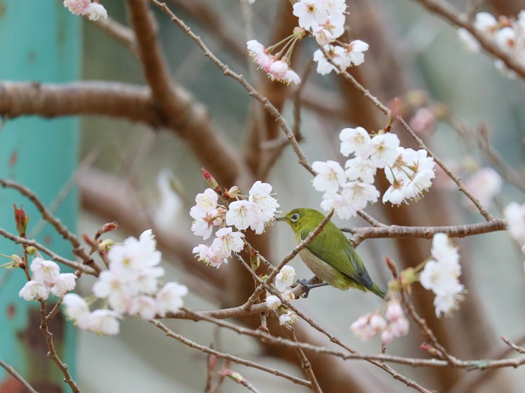 mejiro20170326-1