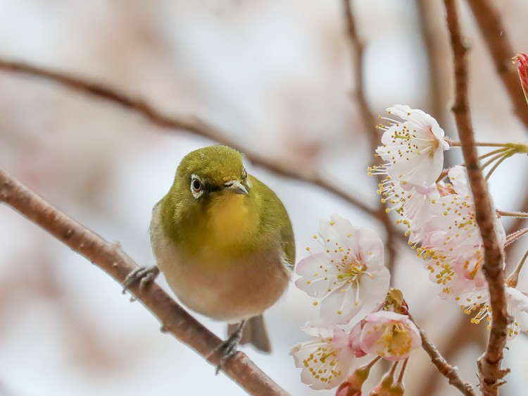 mejiro20170326-4