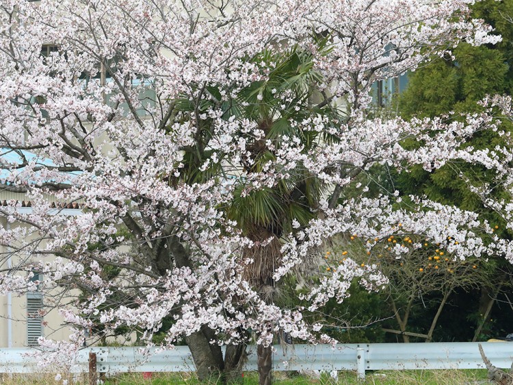 fuukei20170406-1