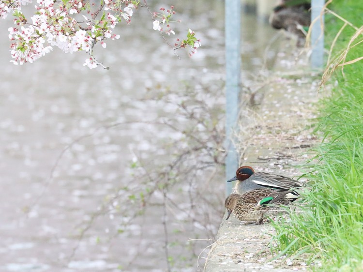 kogamo20170410-3