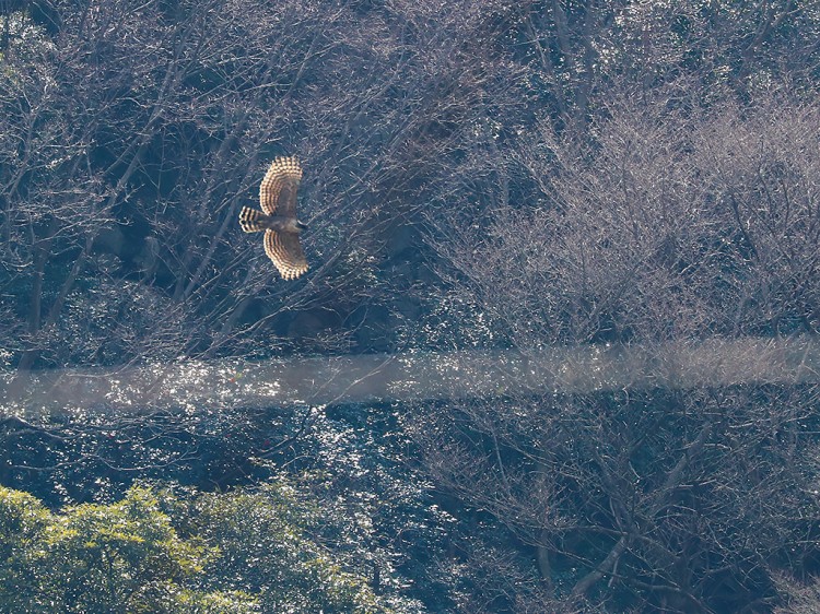 kumataka20170401-1