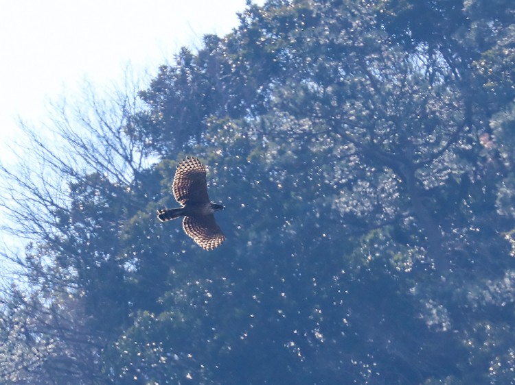 kumataka20170401-4