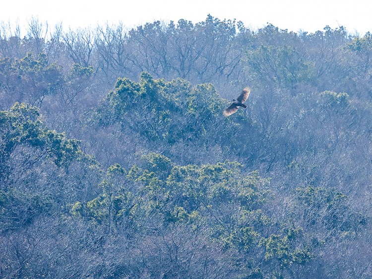 kumataka20170401-5