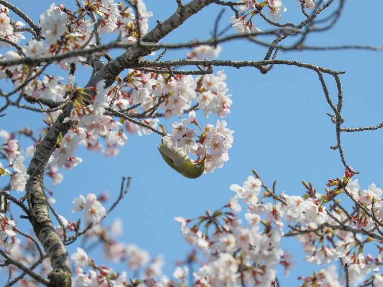 mejiro20170404-1