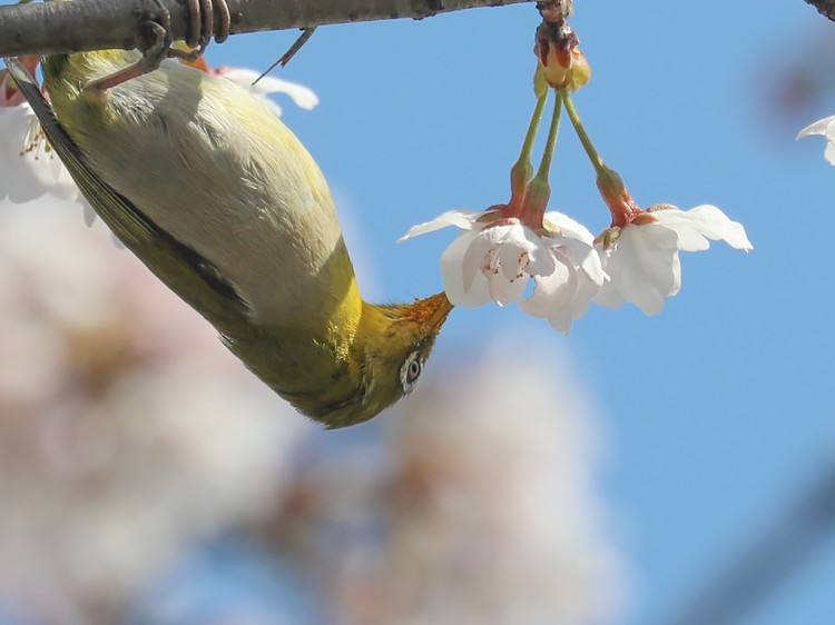 mejiro20170404-10