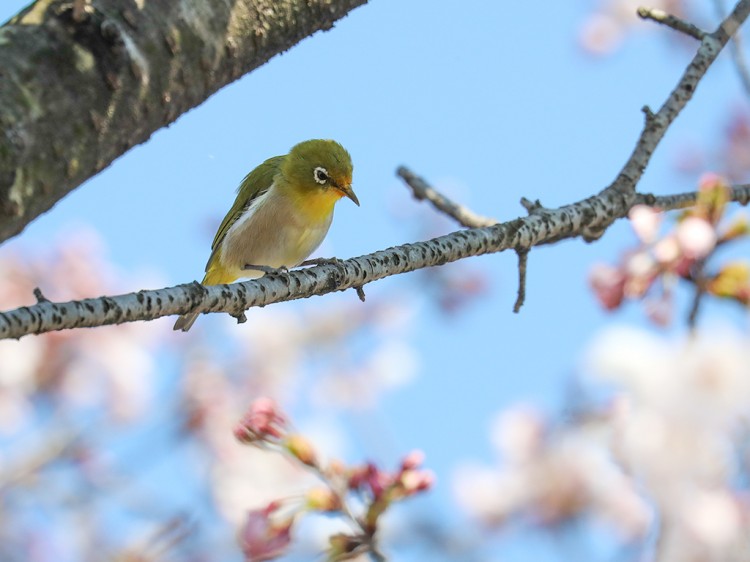 mejiro20170404-11