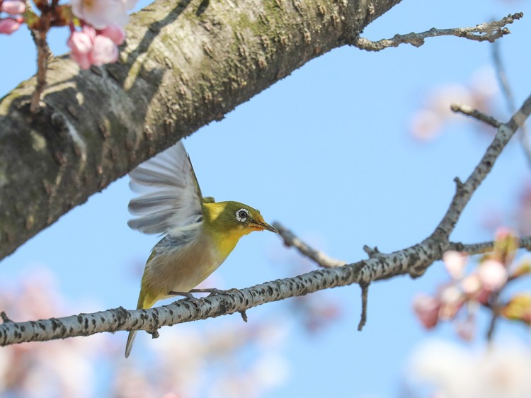 mejiro20170404-12