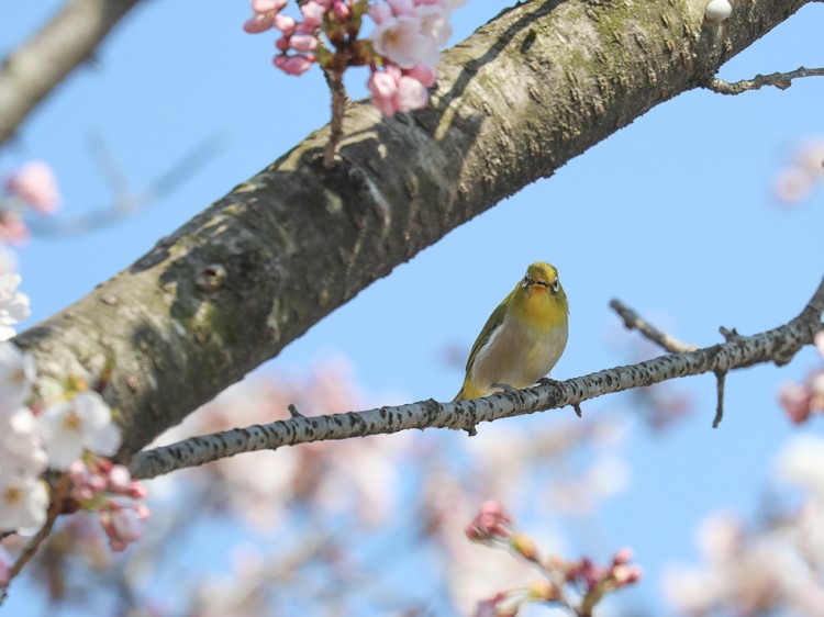 mejiro20170404-13