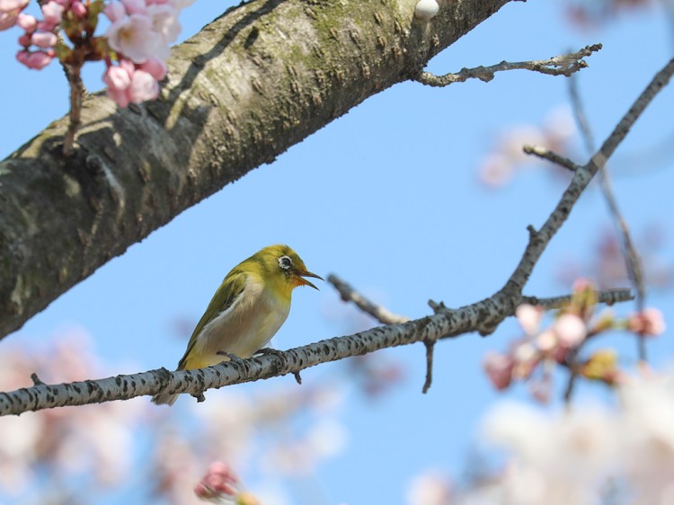 mejiro20170404-14