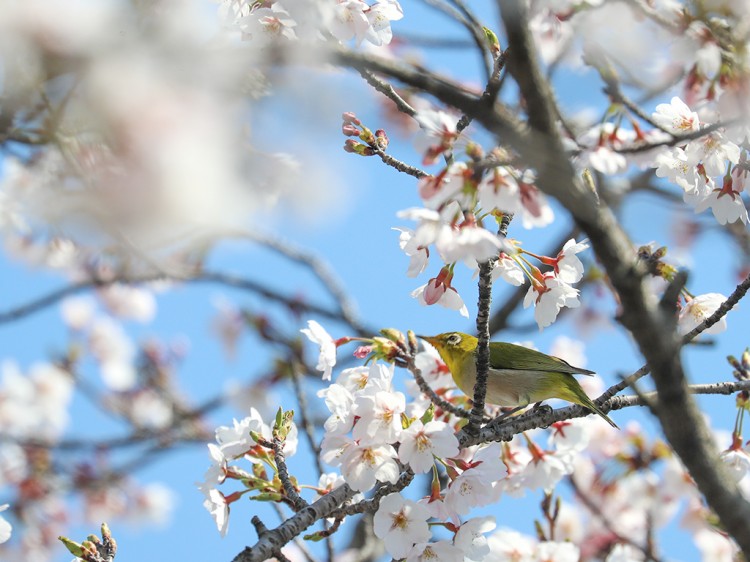 mejiro20170404-2