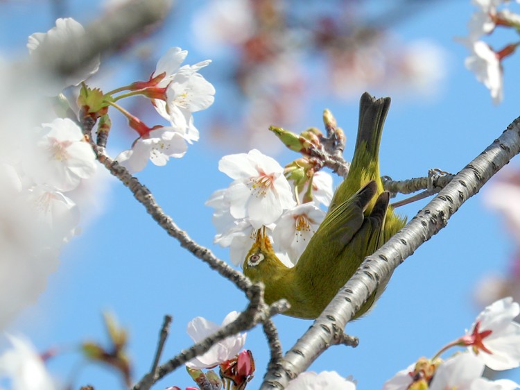 mejiro20170404-3