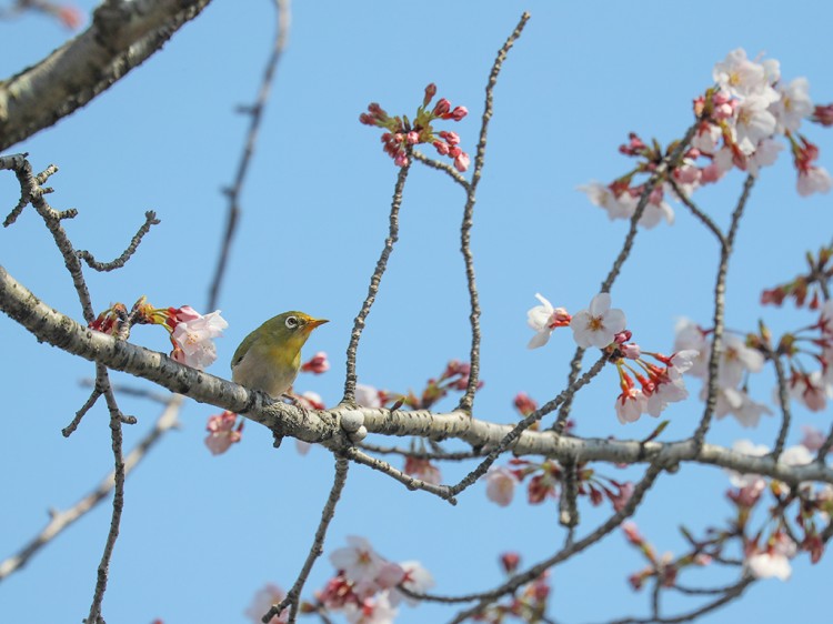 mejiro20170404-4