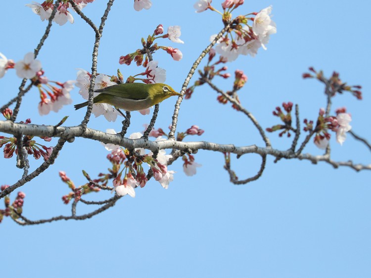 mejiro20170404-5