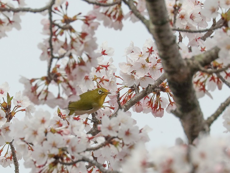 mejiro20170405-2