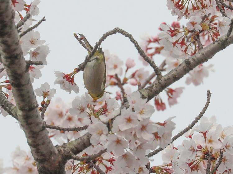 mejiro20170405-6