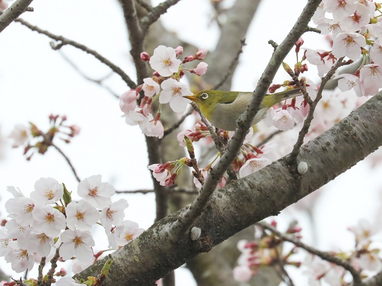 mejiro20170405-8