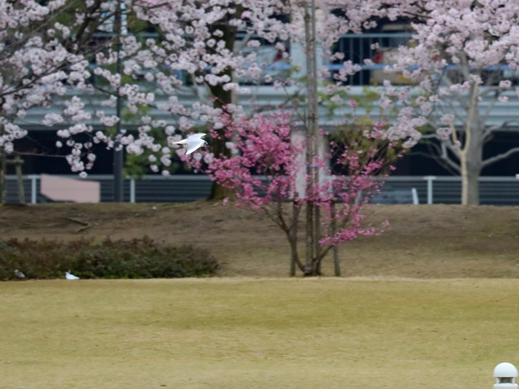 yurikamome20170409-1