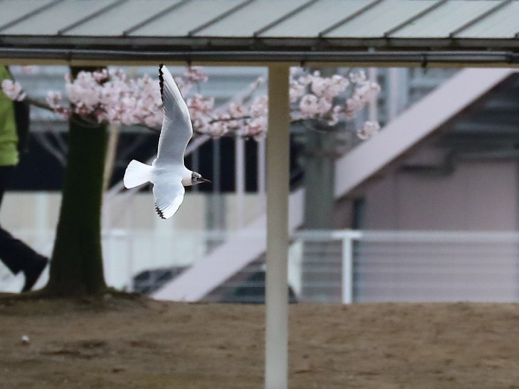 yurikamome20170409-2