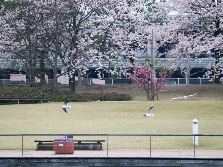 yurikamome20170409-4