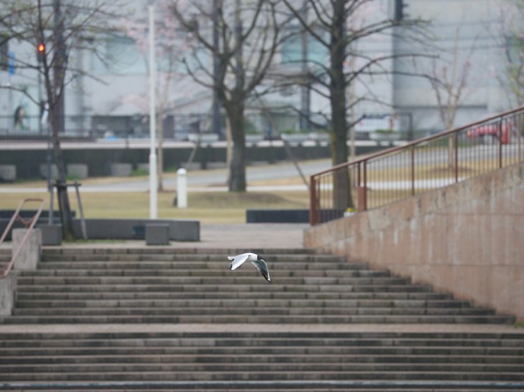 yurikamome20170409-6