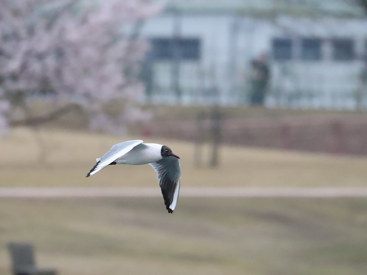 yurikamome20170409-7