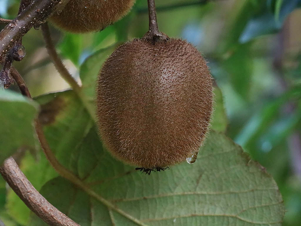 kiwifruit20150918-1