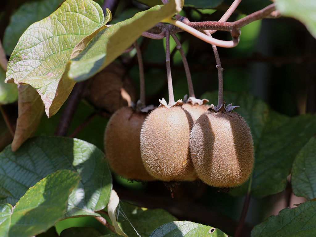 kiwifruit20150918-2